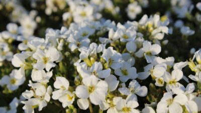 Arabis caucasica 'Schneehaube'