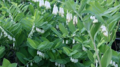 Polygonatum biflorum (commutatum)