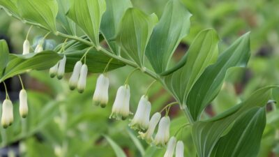 Polygonatum multiflorum