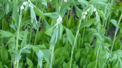 Polygonatum x hybridum 'Weihenstephan'