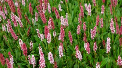 Persicaria affinis 'Darjeeling Red'