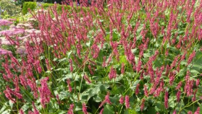 Persicaria amplexic. 'Atropurpurea'