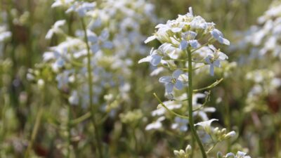 Arabis ferdinandi-coburgii 'Variegata'