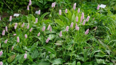 Persicaria bistorta 'Superba'