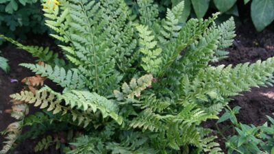 Polystichum aculeatum