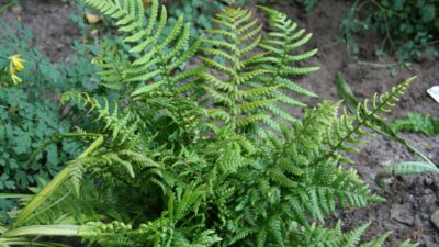 Polystichum setif. 'Dahlem'