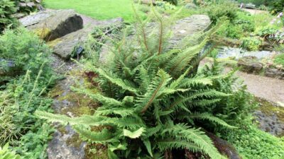Polystichum setif. 'Plumosum Densum'