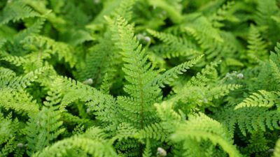Polystichum setif. 'Proliferum'