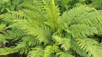 Polystichum setiferum