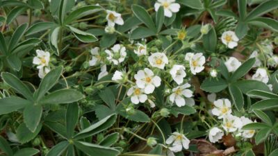 Potentilla alba