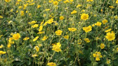 Potentilla aurea