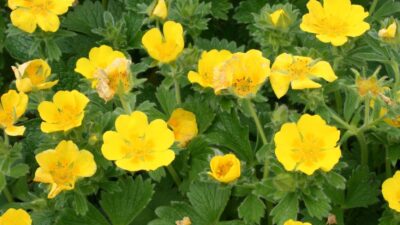 Potentilla megalantha