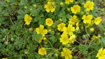 Potentilla neumanniana