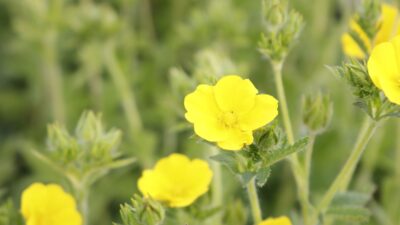 Potentilla recta