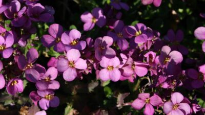 Arabis x arendsii 'Compinkie'