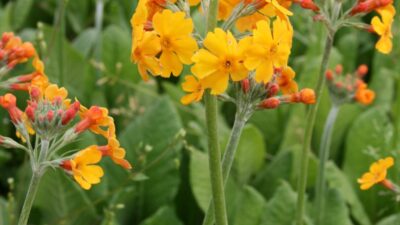 Primula bulleyana