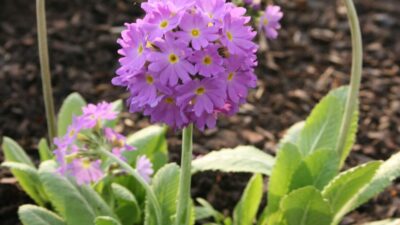 Primula denticulata