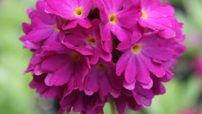 Primula denticulata 'Rubin'