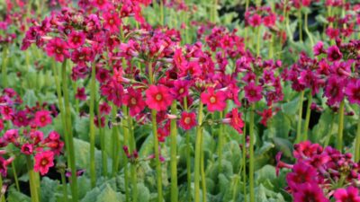 Primula japonica 'Miller's Crimson'