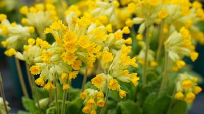 Primula veris