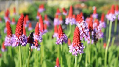 Primula vialii