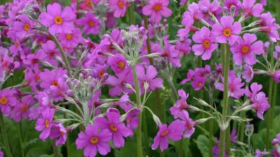 Primula x bulleesiana