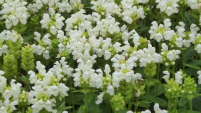 Prunella grandiflora 'Alba'