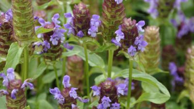 Prunella vulgaris
