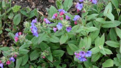 Pulmonaria dacica 'Azurea'