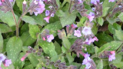 Pulmonaria officinalis
