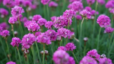 Armeria maritima 'Düsseldorfer Stolz'