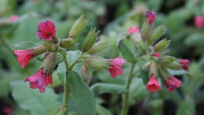 Pulmonaria rubra
