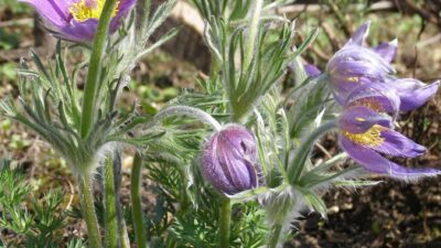 Pulsatilla vulgaris