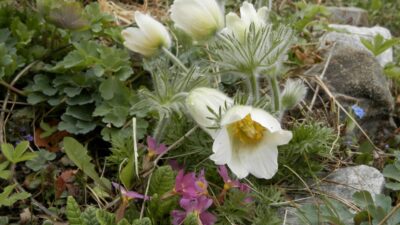 Pulsatilla vulgaris 'Alba'