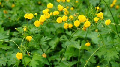 Ranunculus acris 'Multiplex'