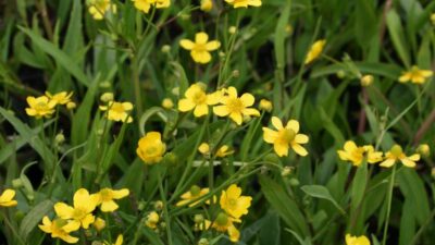 Ranunculus flammula