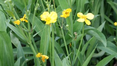 Ranunculus lingua