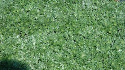Artemisia schmidtiana 'Nana'