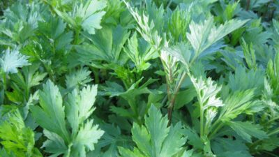 Artemisia vulgaris