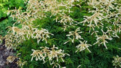 Aruncus aethusifolius