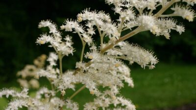 Rodgersia aesculifolia