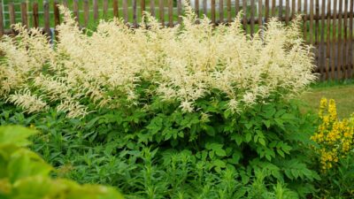 Aruncus dioicus
