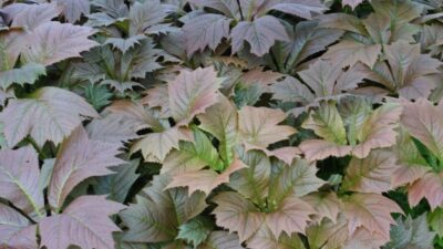 Rodgersia podophylla 'Rotlaub'