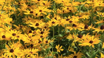 Rudbeckia fulgida 'Goldsturm'