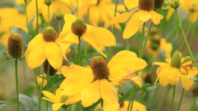 Rudbeckia nitida 'Herbstsonne'