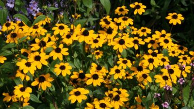 Rudbeckia triloba