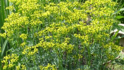 Ruta graveolens