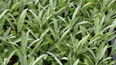 Salvia lavandulifolia