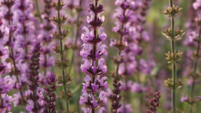 Salvia nemorosa 'Amethyst'