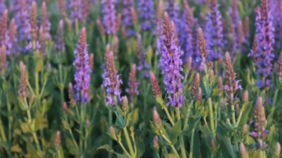 Salvia nemorosa 'Blauhügel'
